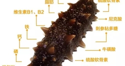 十佳营养师 | 王晓纯:海参有哪些营养成分及作用?